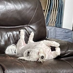 Meet your Posher, Jake